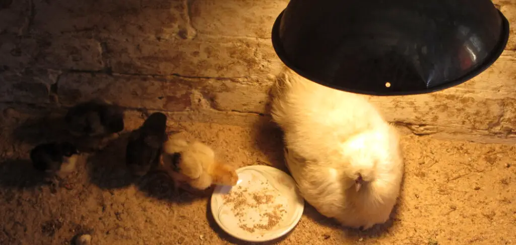 How to Position Heat Lamp for Chicks