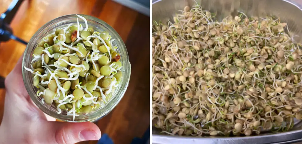 How to Prepare Lentils for Chickens