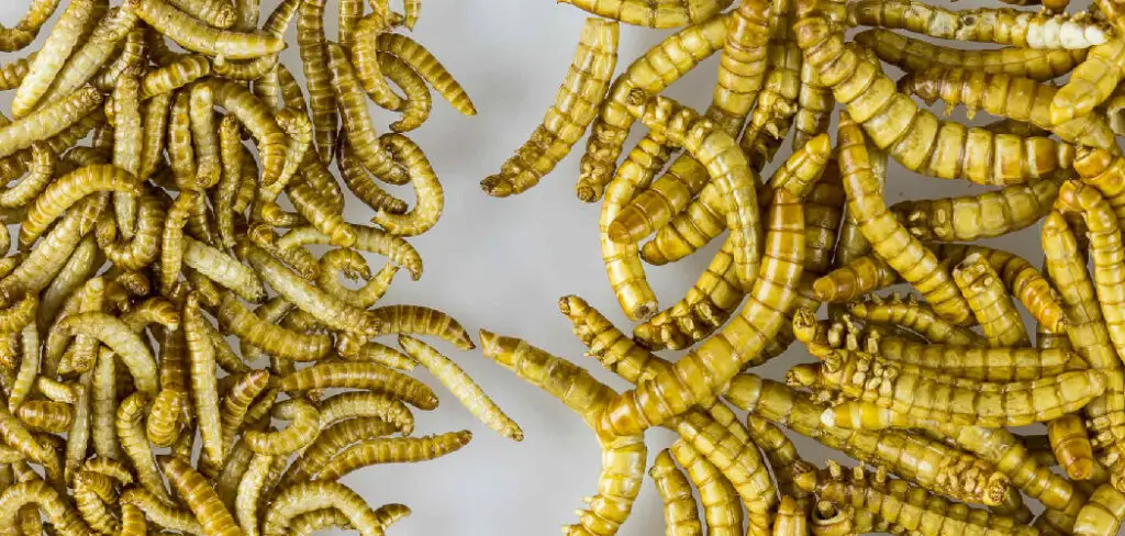 How to Raise Mealworms for Chickens