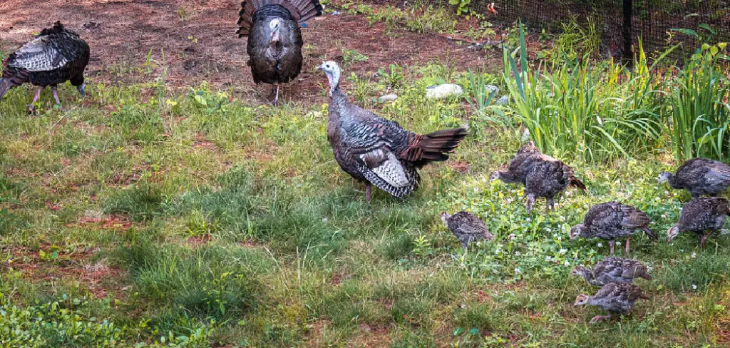 How to Raise Turkeys in Your Backyard