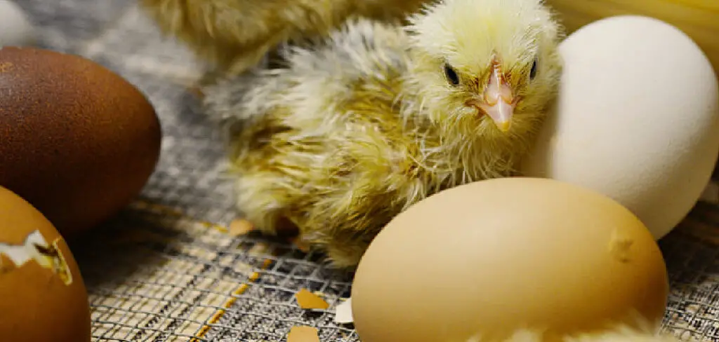 How to Stop Chickens From Laying Eggs on the Ground