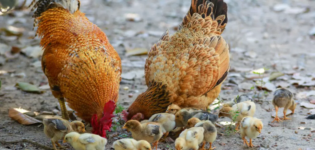 How to Tell a Hen From a Rooster Chick