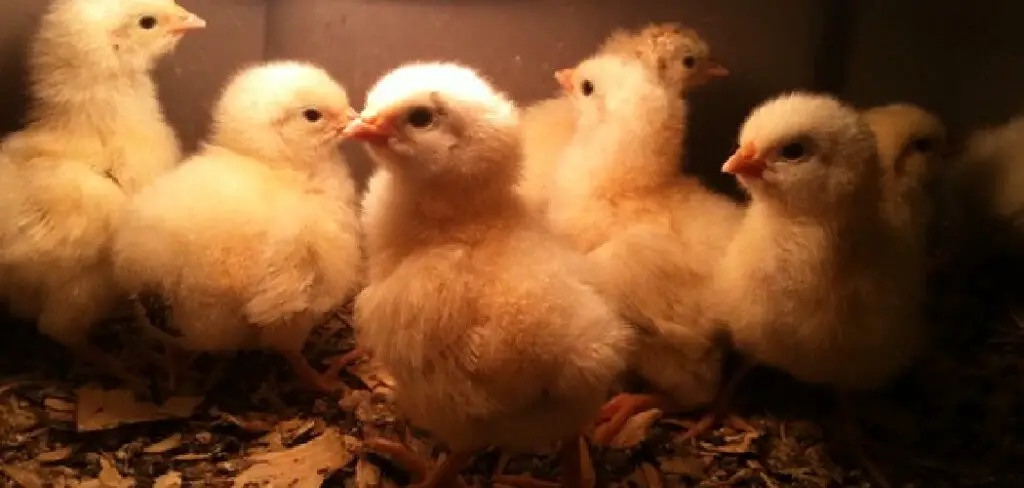 How to Tell if Chicks Are Too Hot