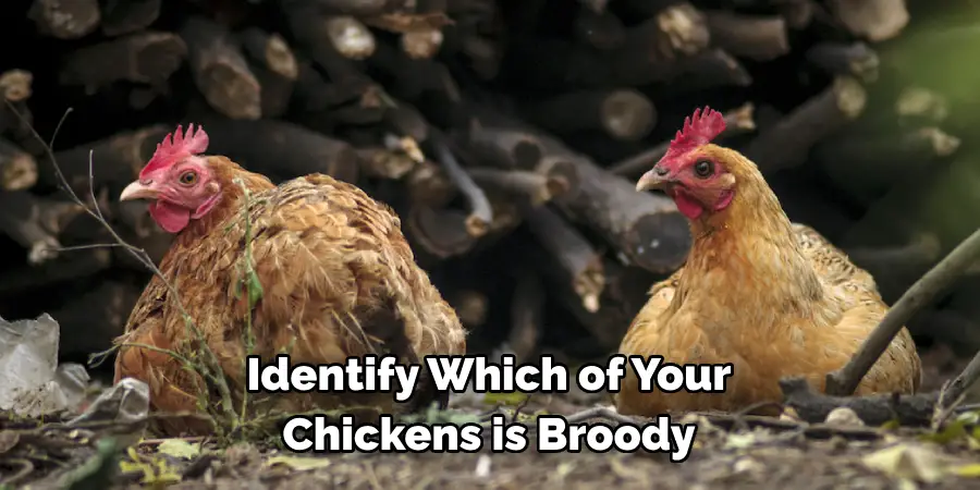 Identify Which of Your Chickens is Broody