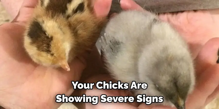 Your Chicks Are Showing Severe Signs