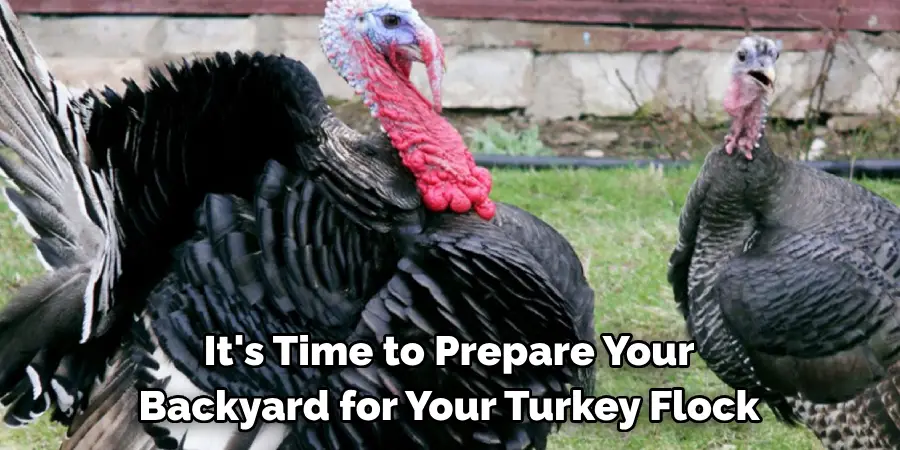 It's Time to Prepare Your Backyard for Your Turkey Flock