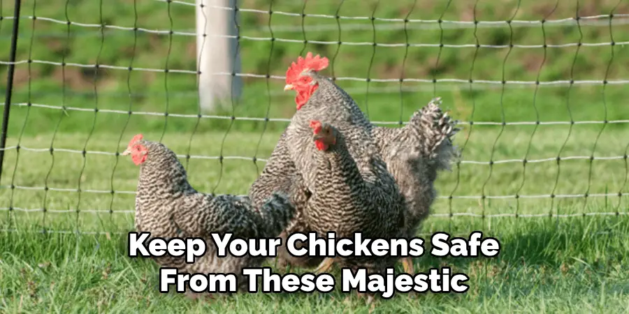 Keep Your Chickens Safe From These Majestic
