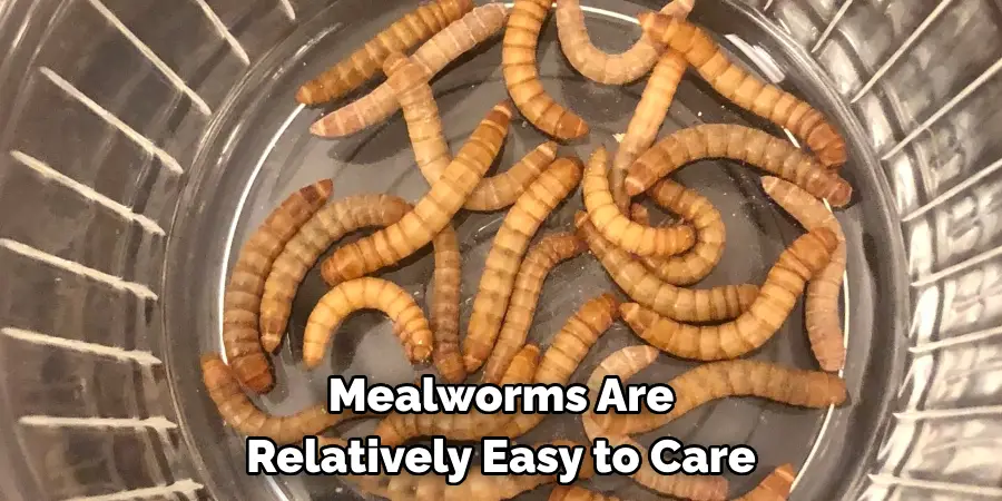 Mealworms Are Relatively Easy to Care