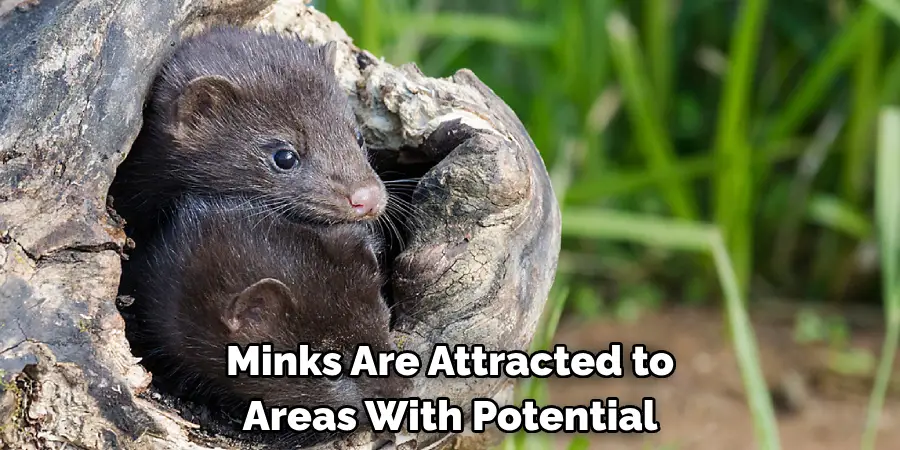 Minks Are Attracted to Areas With Potential