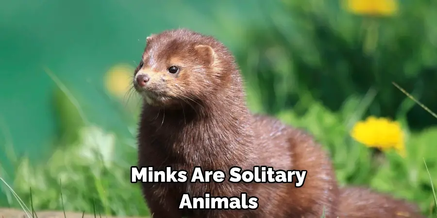 Minks Are Solitary Animals