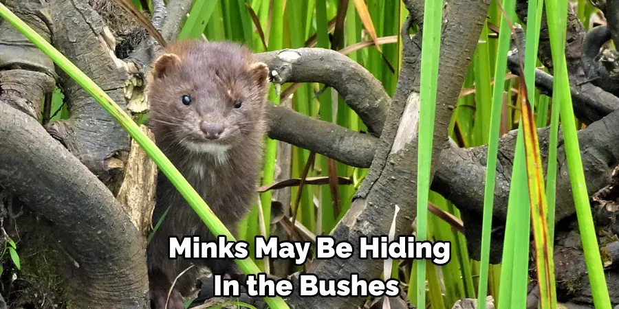 Minks May Be Hiding In the Bushes