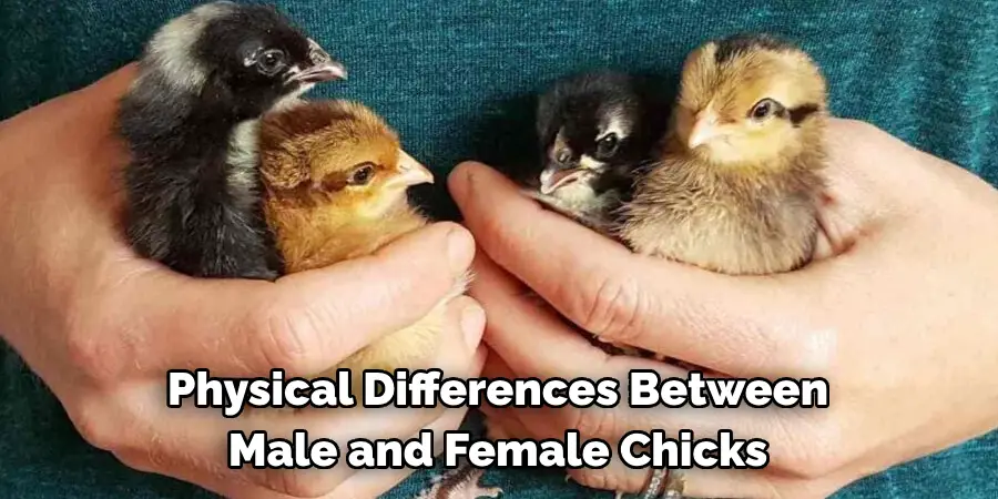 Physical Differences Between Male and Female Chicks