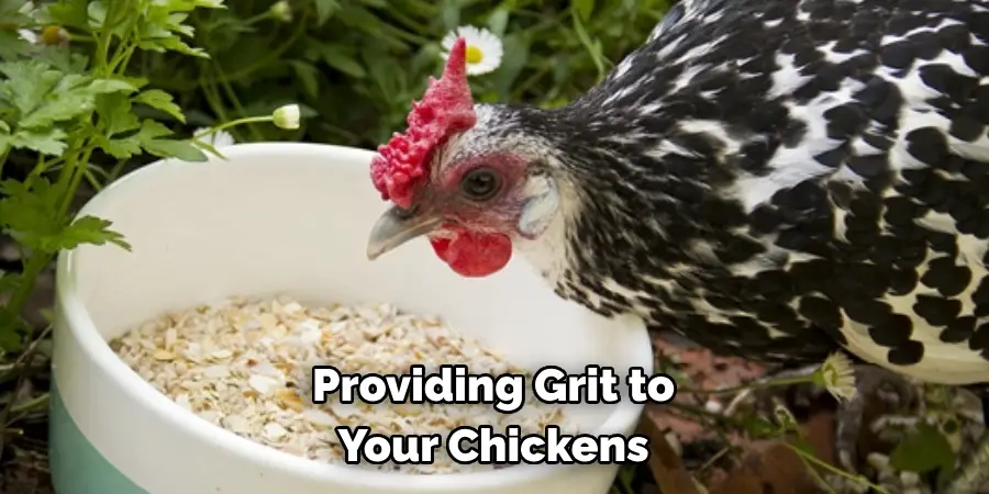 Providing Grit to Your Chickens