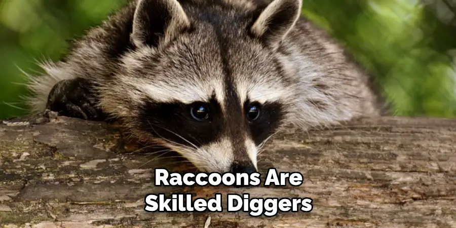 Raccoons Are Skilled Diggers