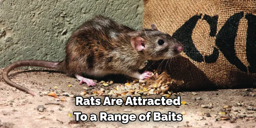 Rats Are Attracted To a Range of Baits