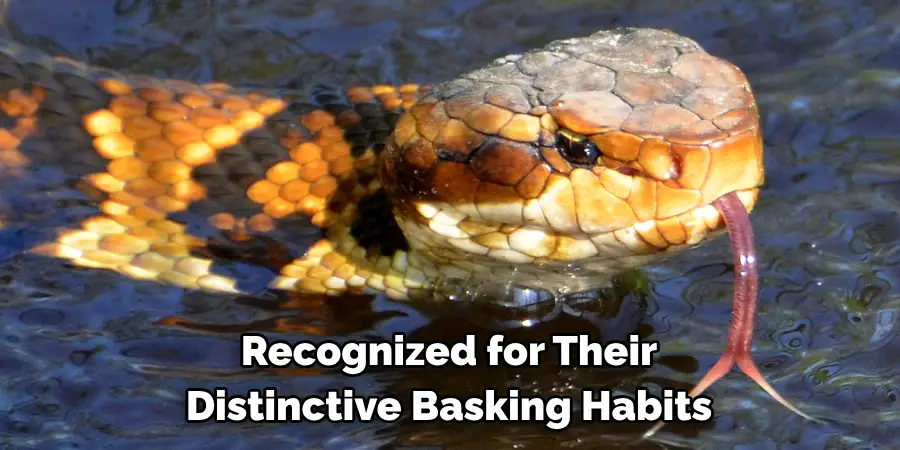 Recognized for Their Distinctive Basking Habits