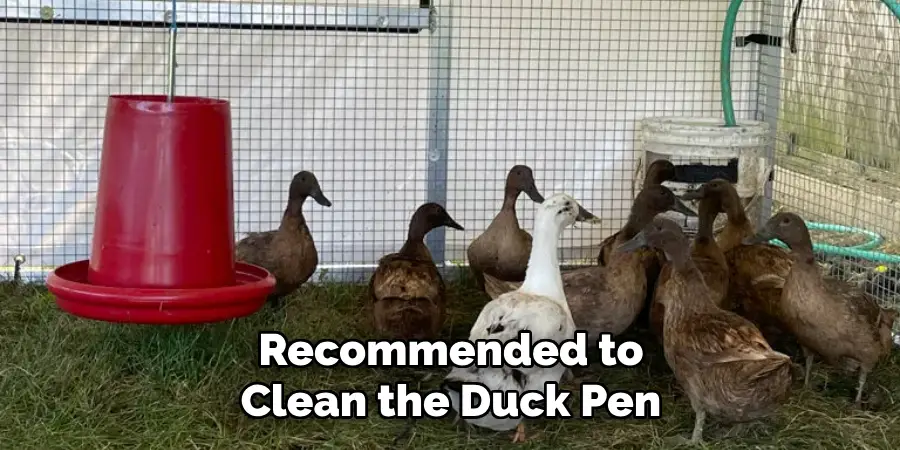 Recommended to Clean the Duck Pen