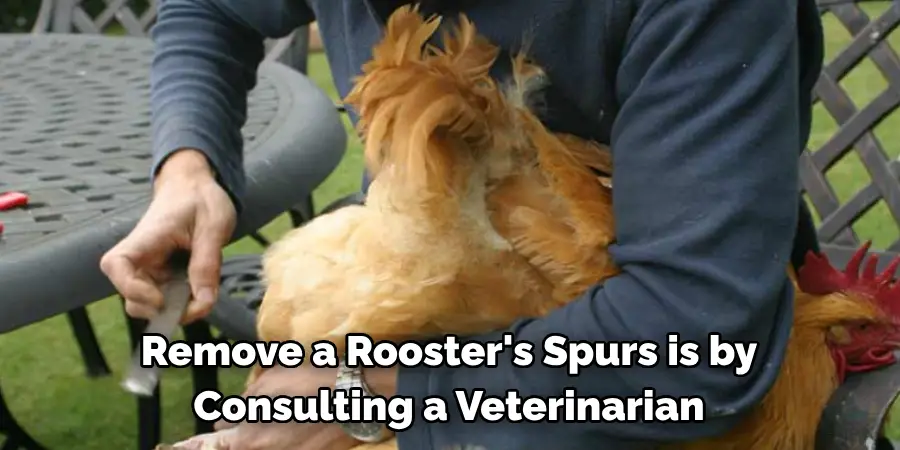 Remove a Rooster's Spurs is by Consulting a Veterinarian