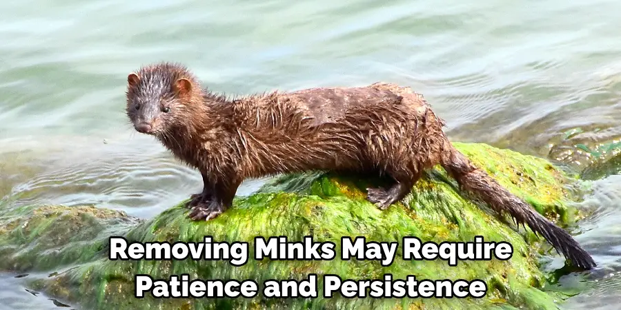 Removing Minks May Require Patience and Persistence
