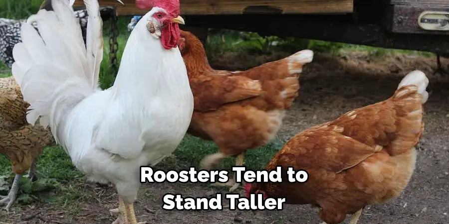 Roosters Tend to Stand Taller
