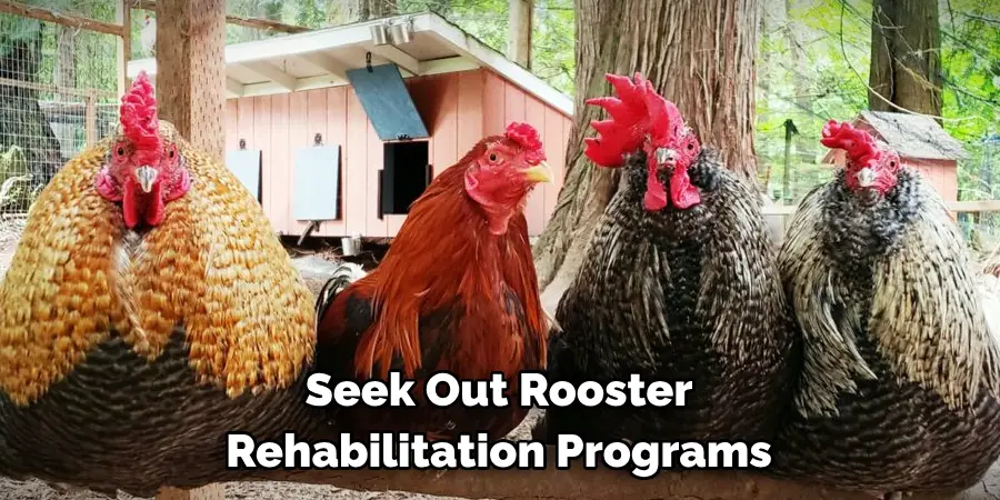 Seek Out Rooster Rehabilitation Programs