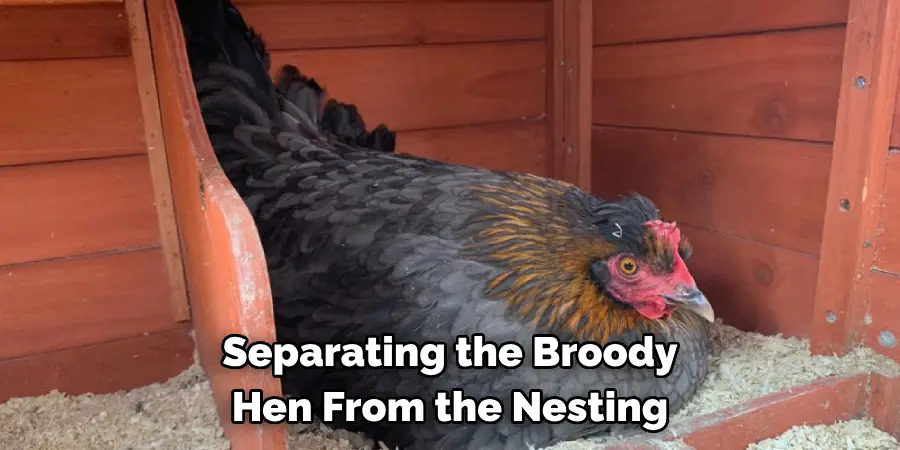 Separating the Broody Hen From the Nesting