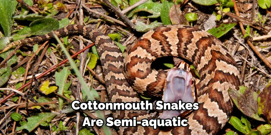 Since Cottonmouth Snakes Are Semi-aquatic