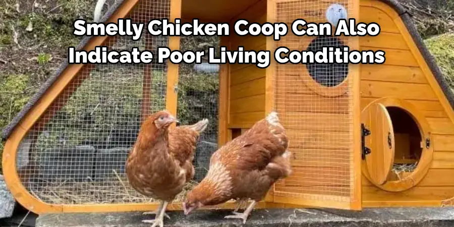Smelly Chicken Coop Can Also Indicate Poor Living Conditions