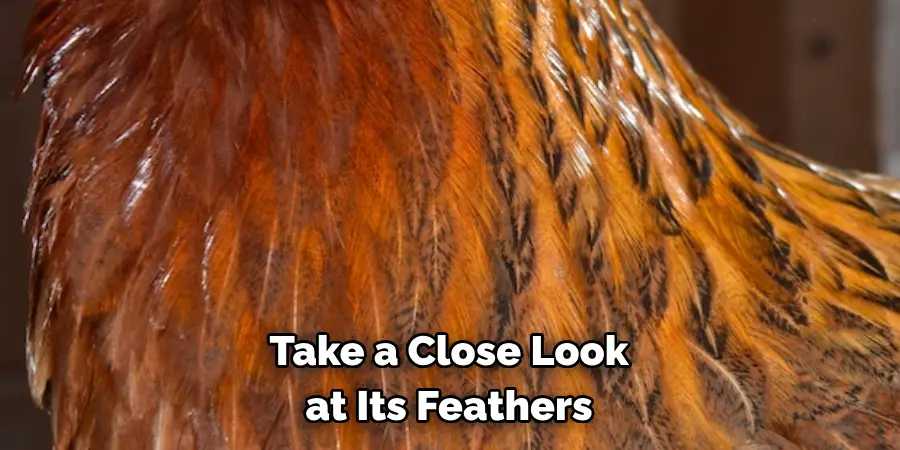 Take a Close Look at Its Feathers