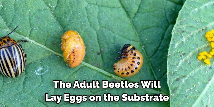 The Adult Beetles Will Lay Eggs on the Substrate