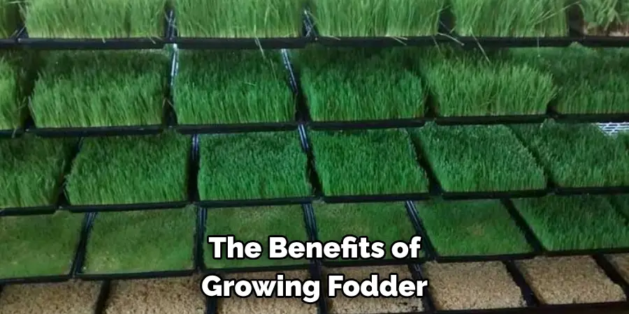 The Benefits of Growing Fodder