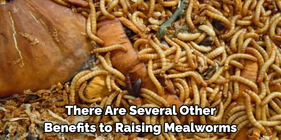 There Are Several Other Benefits to Raising Mealworms