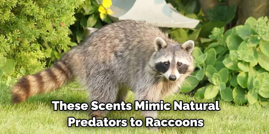 These Scents Mimic Natural Predators or Irritants to Raccoons