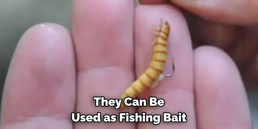 They Can Be Used as Fishing Bait