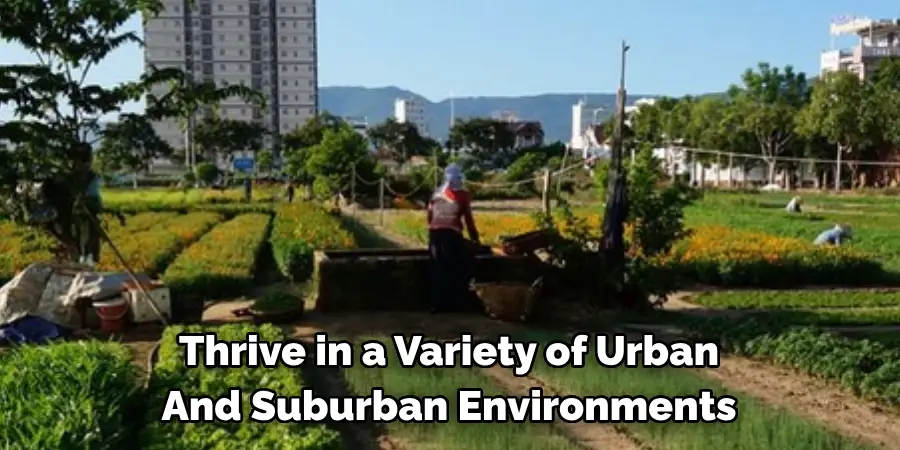Thrive in a Variety of Urban And Suburban Environments