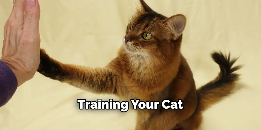 Training Your Cat