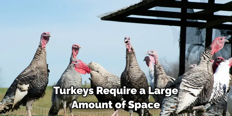 Turkeys Require a Large Amount of Space