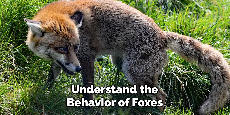 Understand the Behavior of Foxes