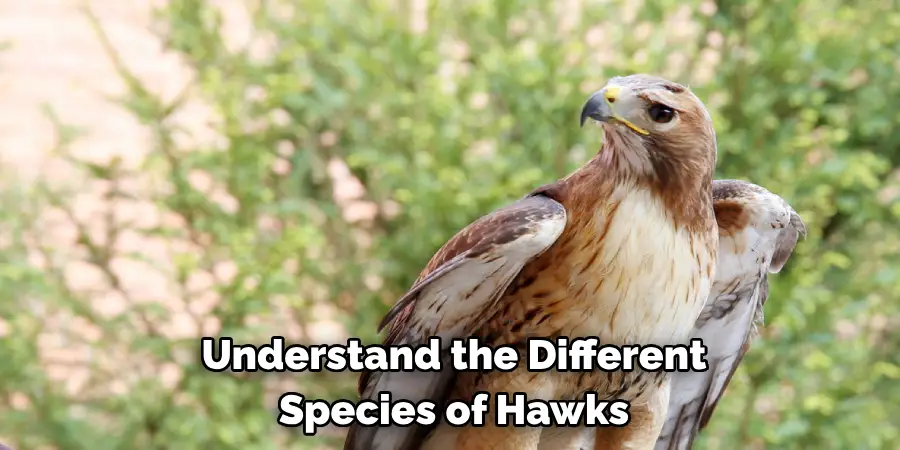 Understand the Different Species of Hawks