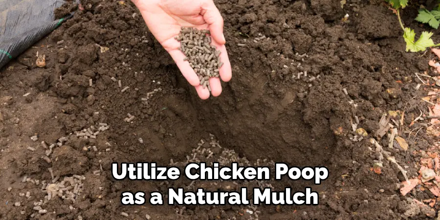 Utilize Chicken Poop as a Natural Mulch