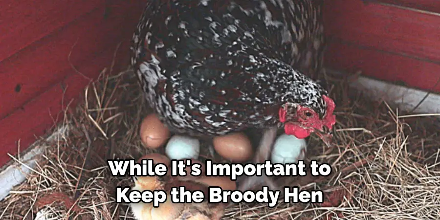 While It's Important to Keep the Broody Hen