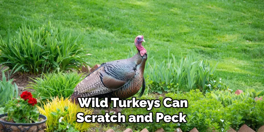 Wild Turkeys Can Scratch and Peck