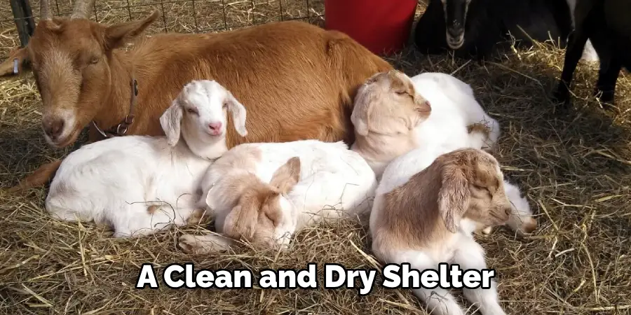 A Clean and Dry Shelter