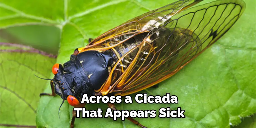 Across a Cicada That Appears Sick