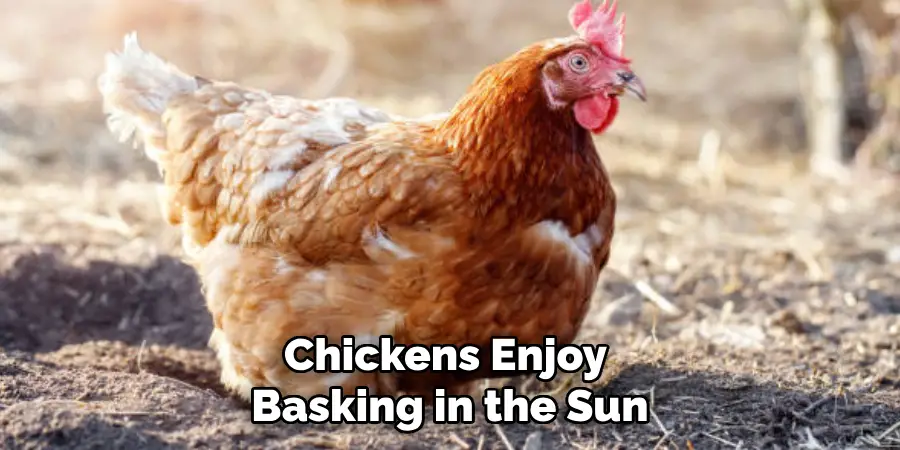 Chickens Enjoy Basking in the Sun
