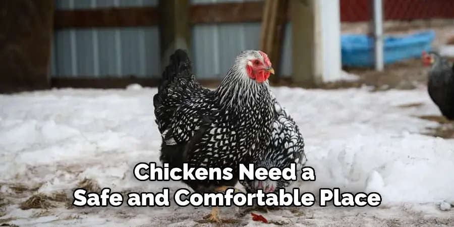 Chickens Need a Safe and Comfortable Place