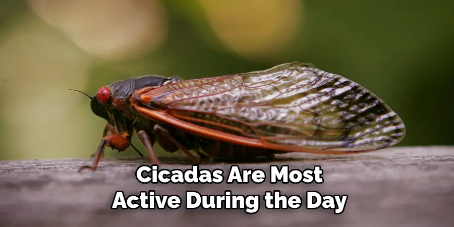 Cicadas Are Most Active During the Day