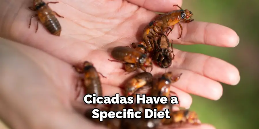 Cicadas Have a Specific Diet