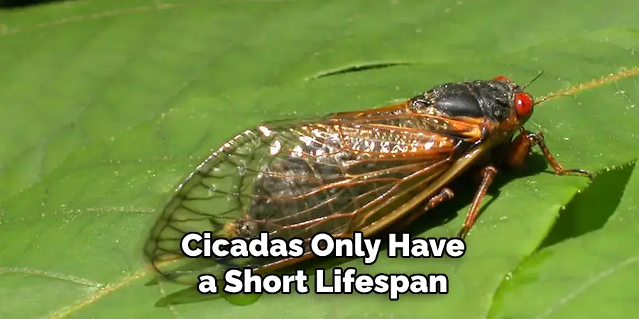 Cicadas Only Have a Short Lifespan