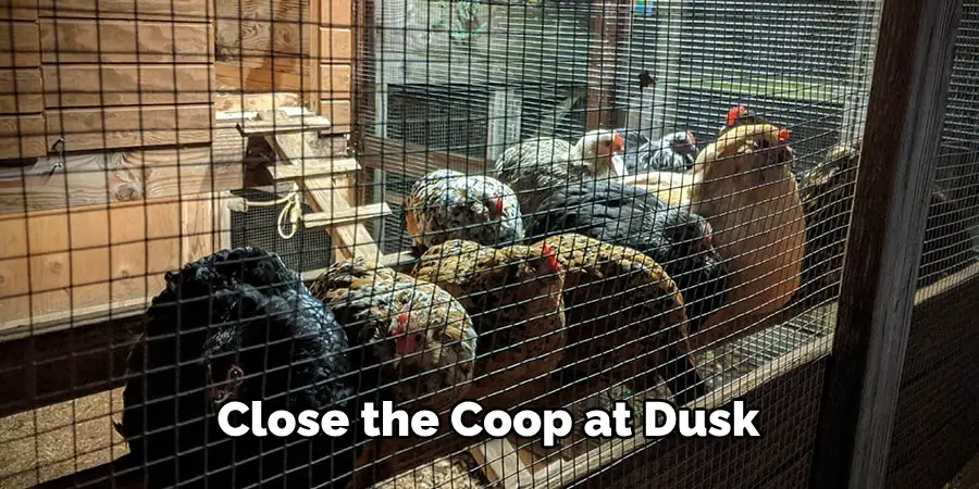 Close the Coop at Dusk